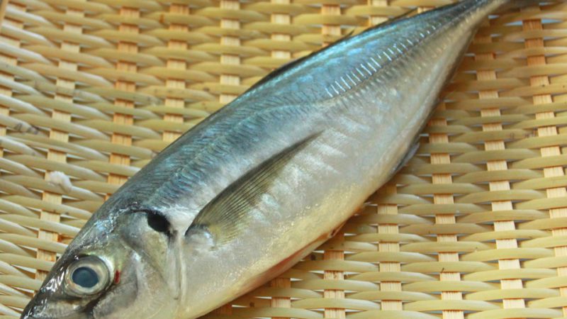 「アジ」の開き方。干物にもフライにも!