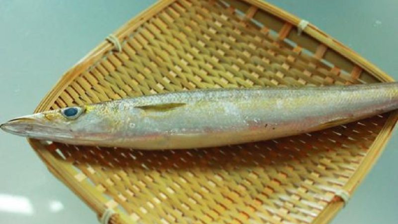 カマスの開き方。干物や一夜干し用に開いてみよう！